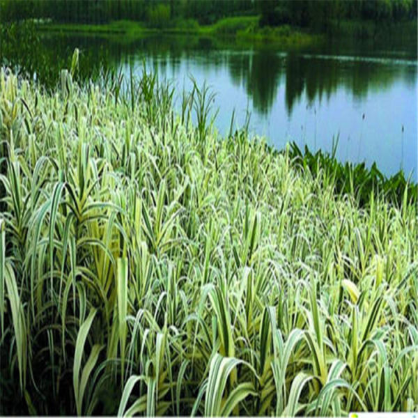 102615734.jpg 1347459177120.jpg