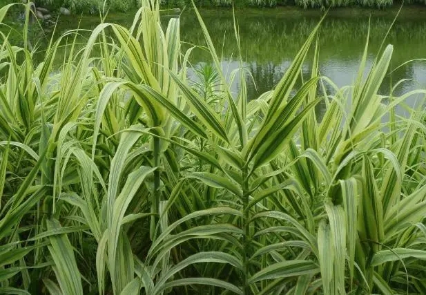 102809767.jpg u=2001440420,2071399376&fm=253&fmt=auto&app=138&f=JPEG.webp.jpg